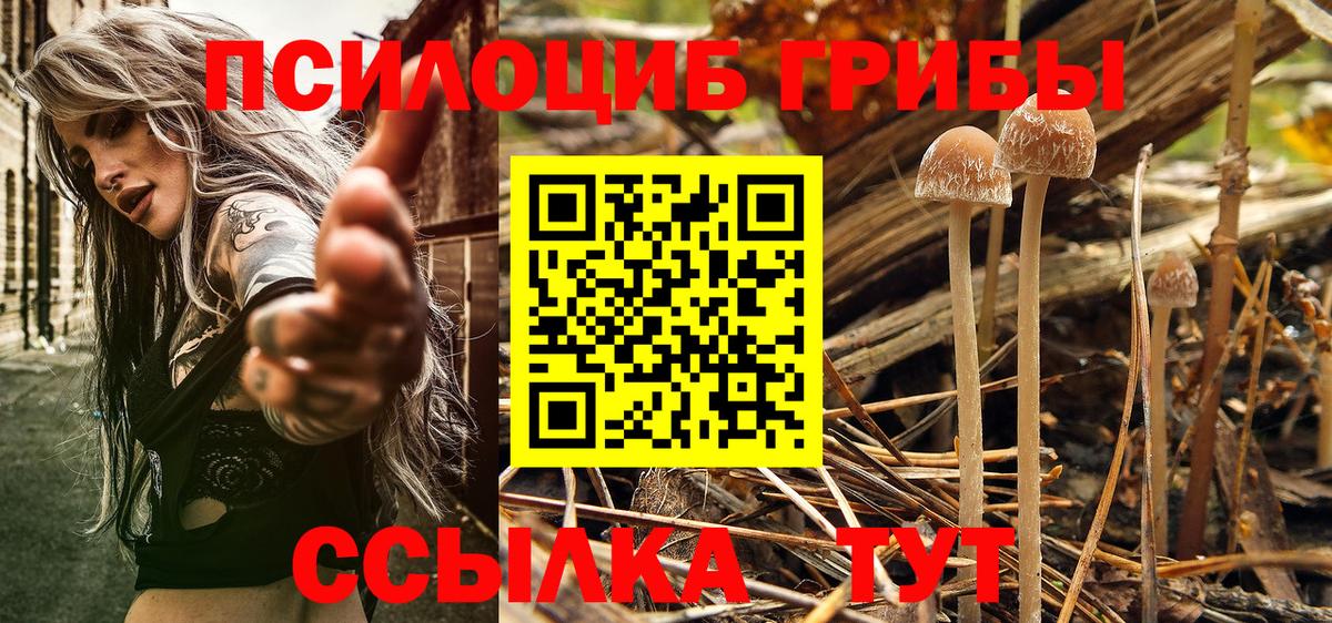 Пугачёв  Псилоцибиновые грибы мухоморы  Вход с VPN 